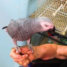 Beautifully talking grey parrots for adoption.